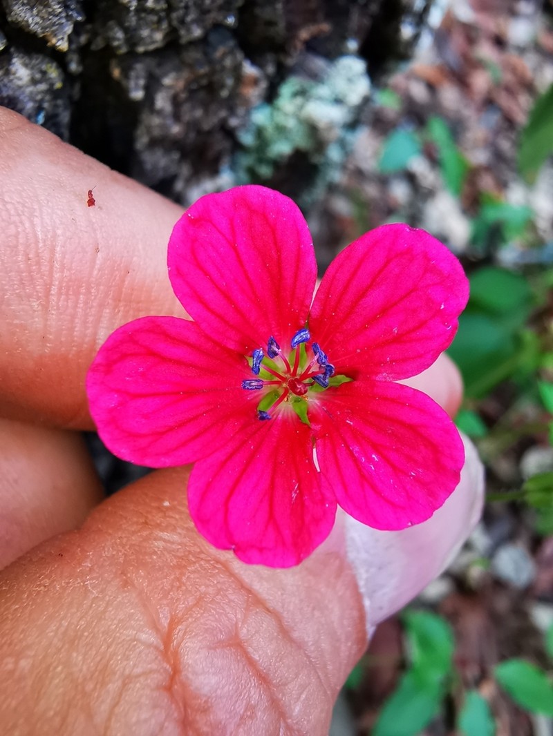 Geranium durangense photo 2