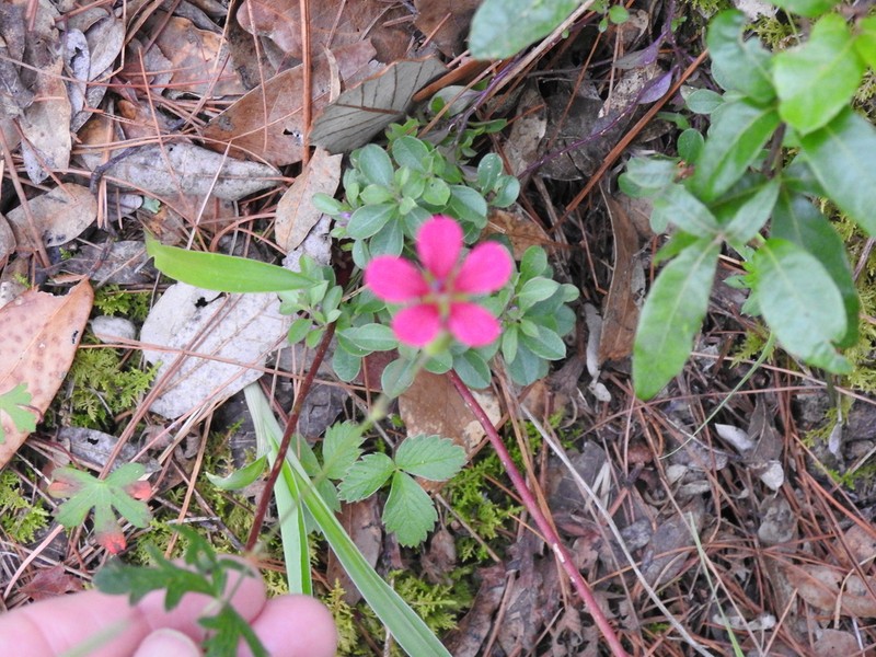 Geranium durangense photo 3