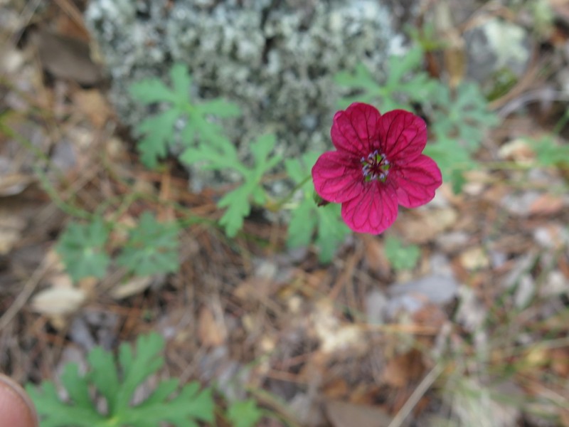 Geranium durangense photo 4