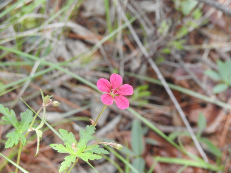 Geranium durangense photo 5