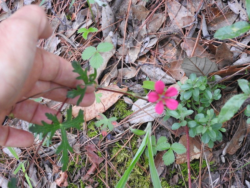 Geranium durangense photo 6