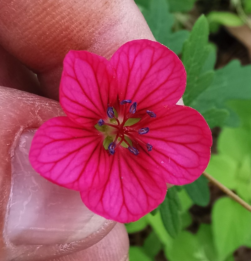 Geranium durangense photo 7