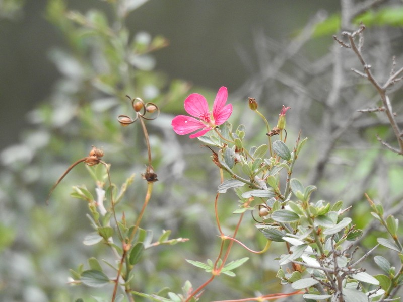 Geranium durangense photo 8