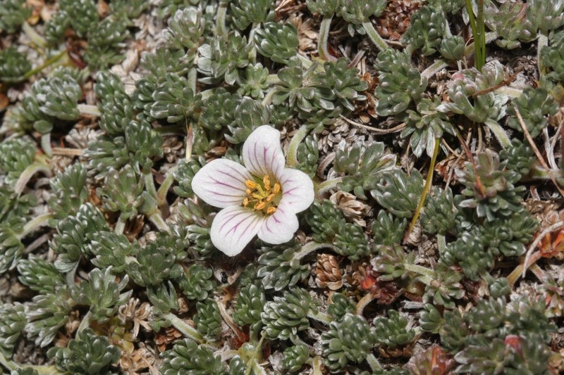 Geranium ecuadoriense photo 3