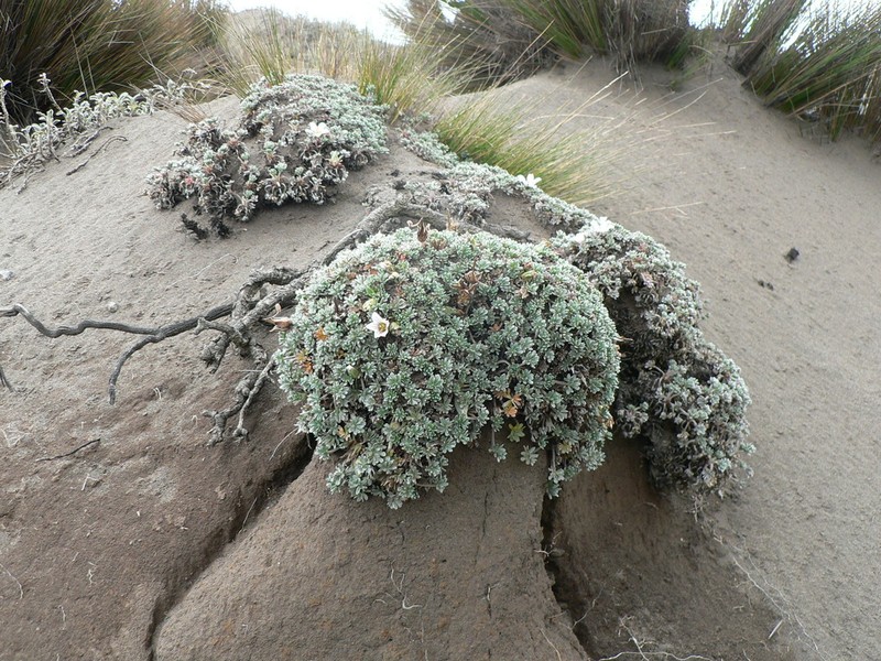 Geranium ecuadoriense photo 5