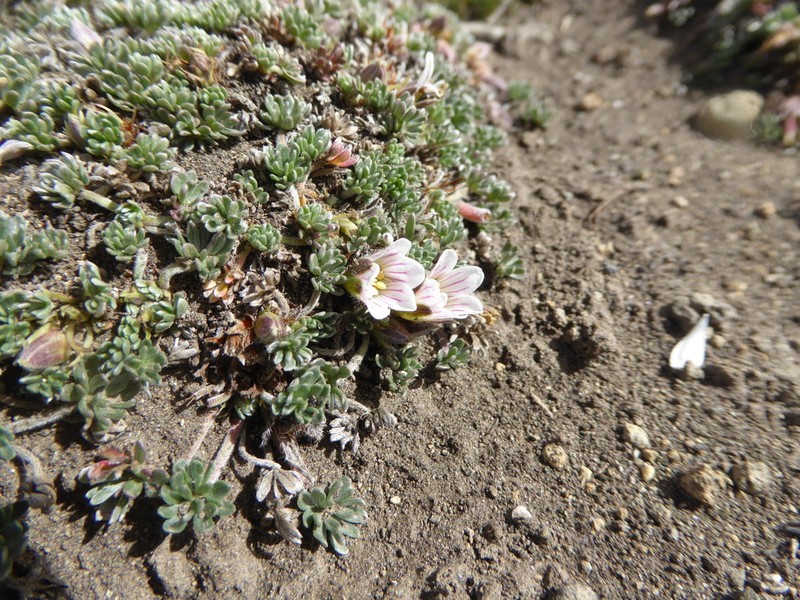 Geranium ecuadoriense photo 7