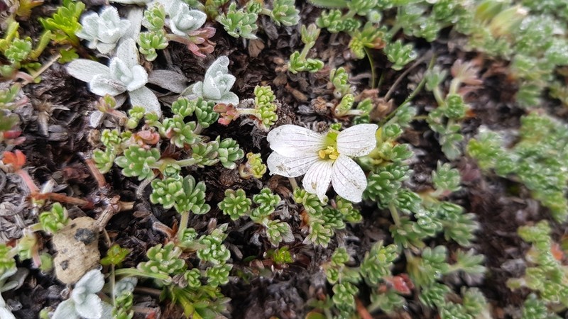 Geranium ecuadoriense photo 8