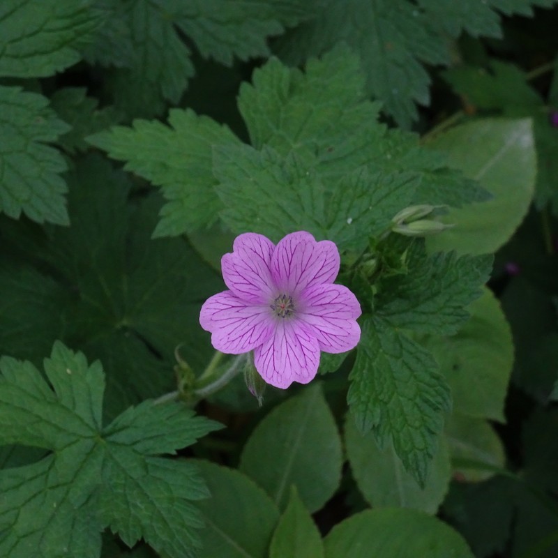 Geranium endressii photo 2