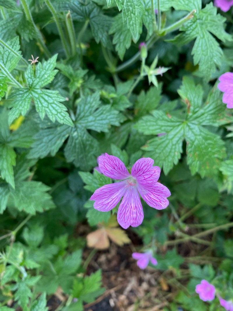 Geranium endressii photo 3