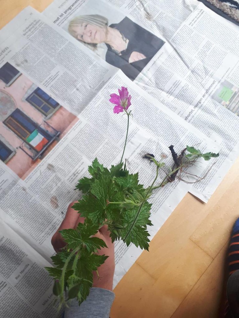 Geranium endressii photo 4