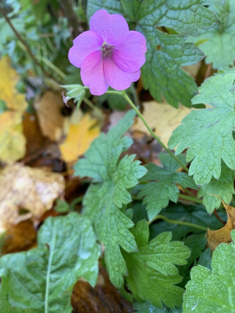 Geranium endressii photo 5