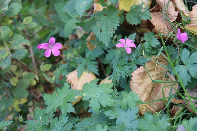 Geranium endressii photo 6