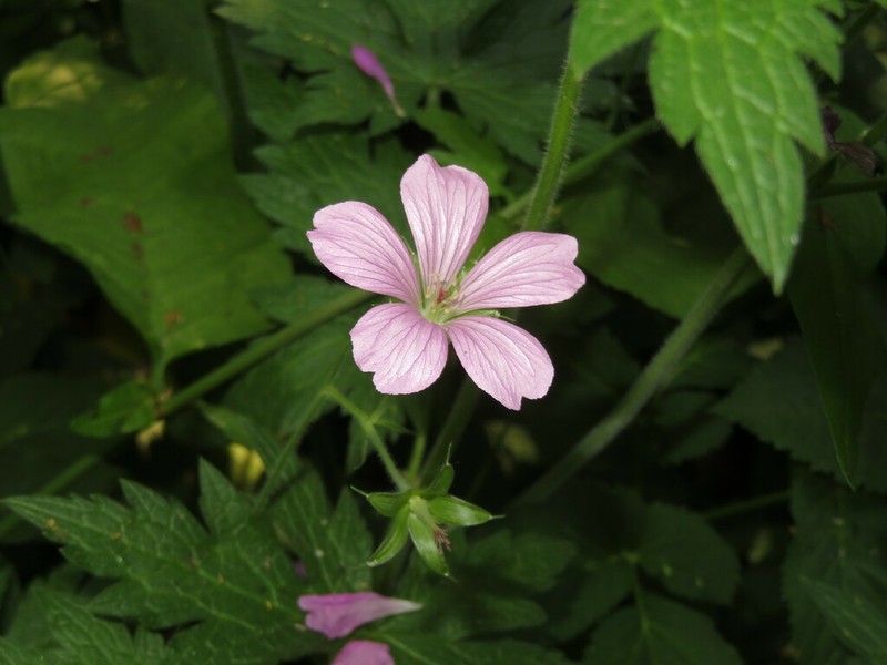Geranium endressii photo 7