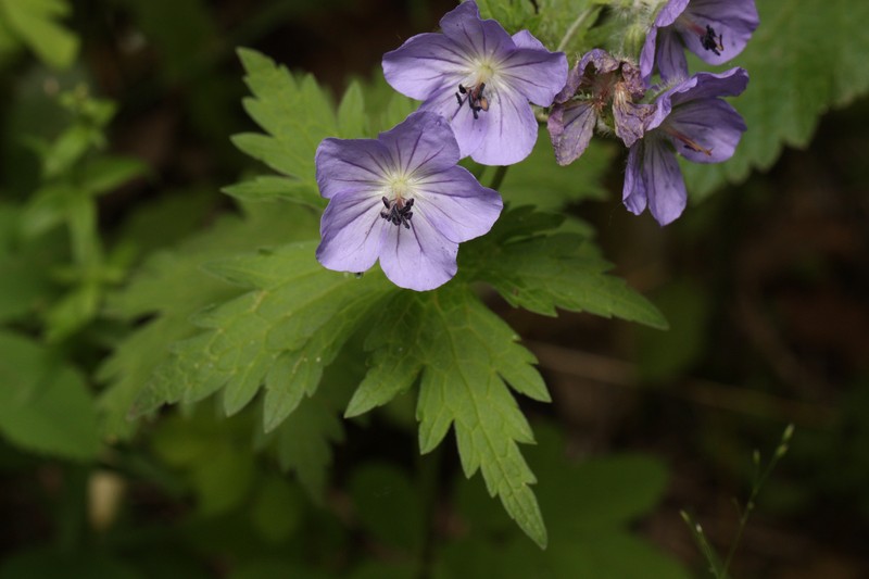Woolly Geranium
