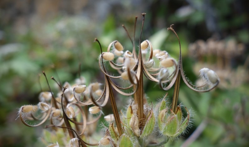 Woolly Geranium