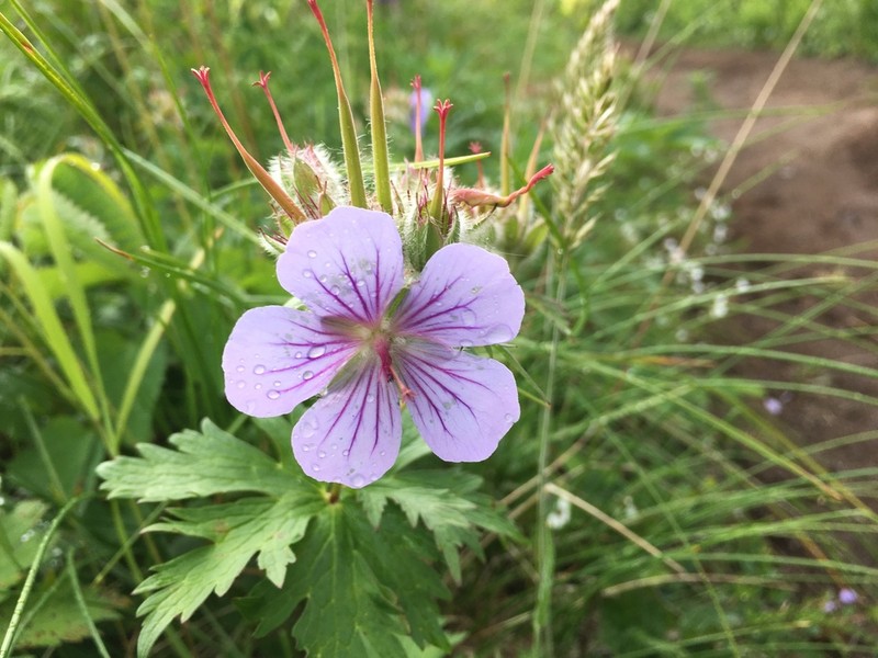 Woolly Geranium photo 2