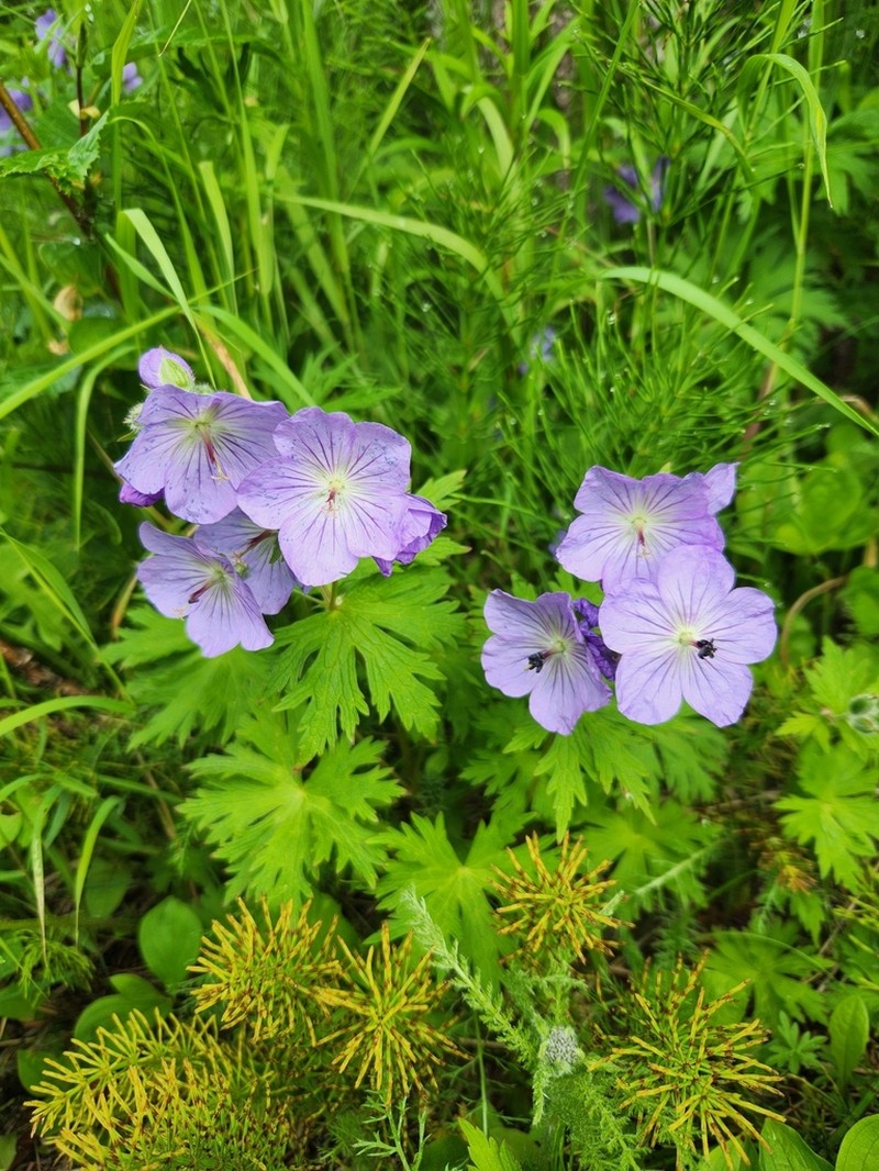 Woolly Geranium photo 3
