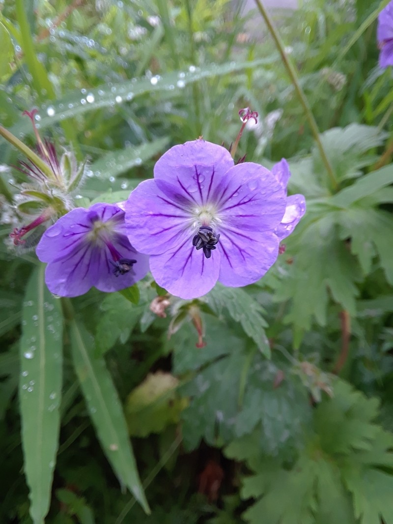 Woolly Geranium photo 4