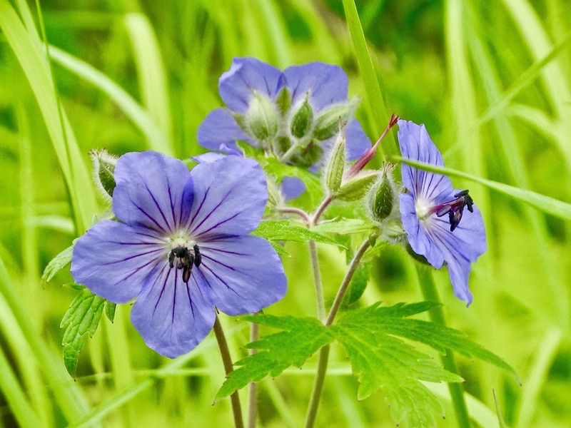 Woolly Geranium photo 5