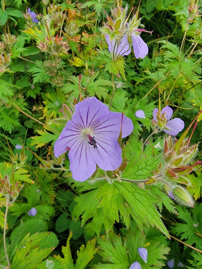 Woolly Geranium photo 6