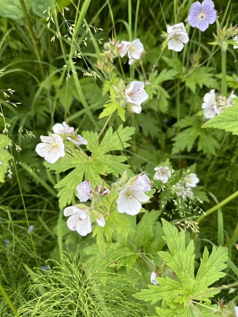 Woolly Geranium photo 7