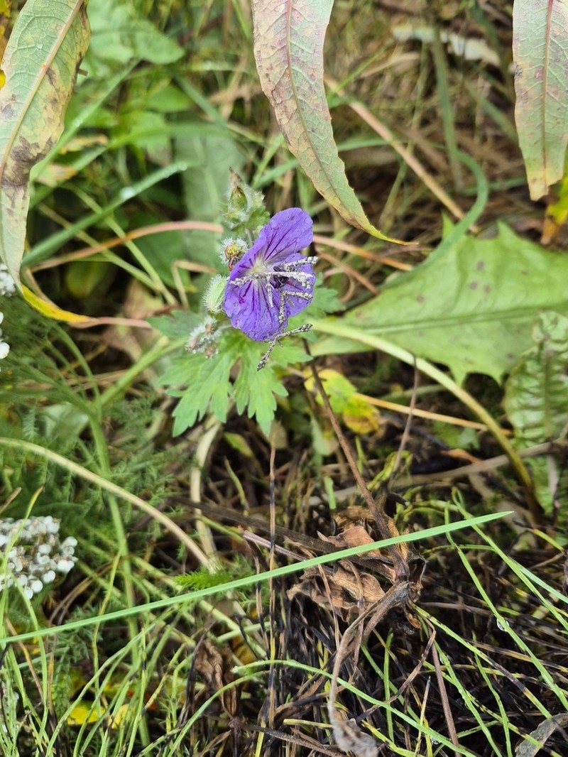 Woolly Geranium photo 8