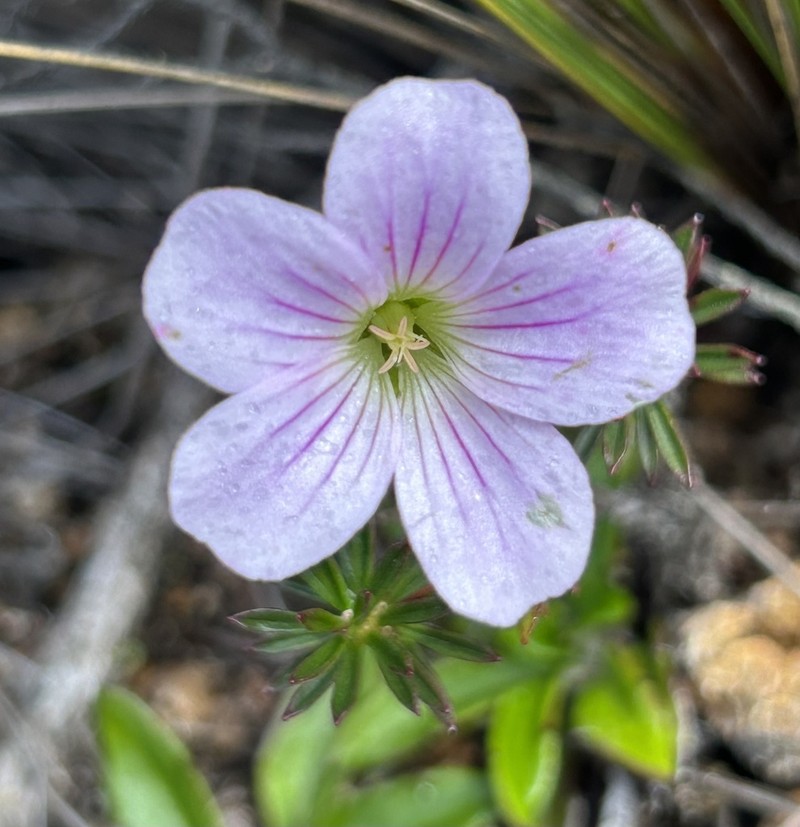 Geranium exallum