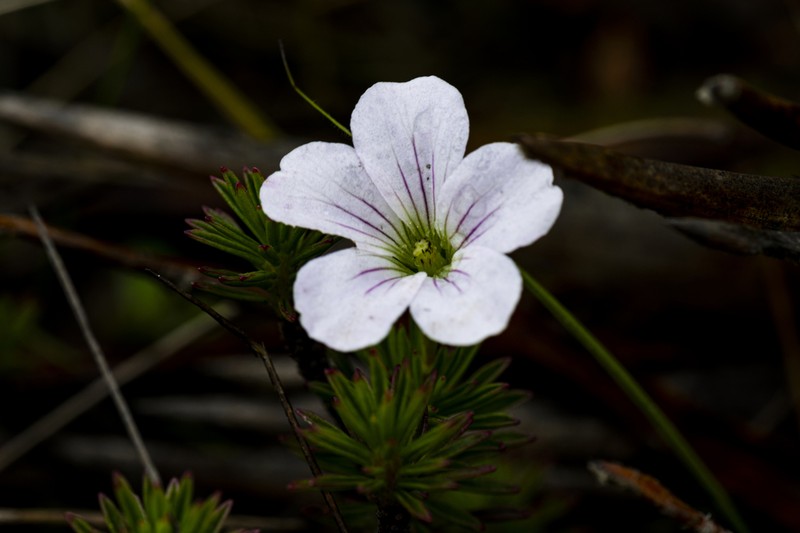 Geranium exallum photo 2
