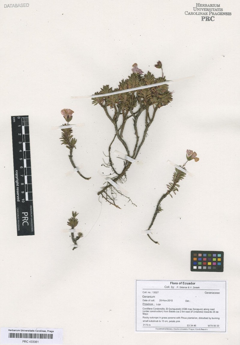Geranium exallum photo 4