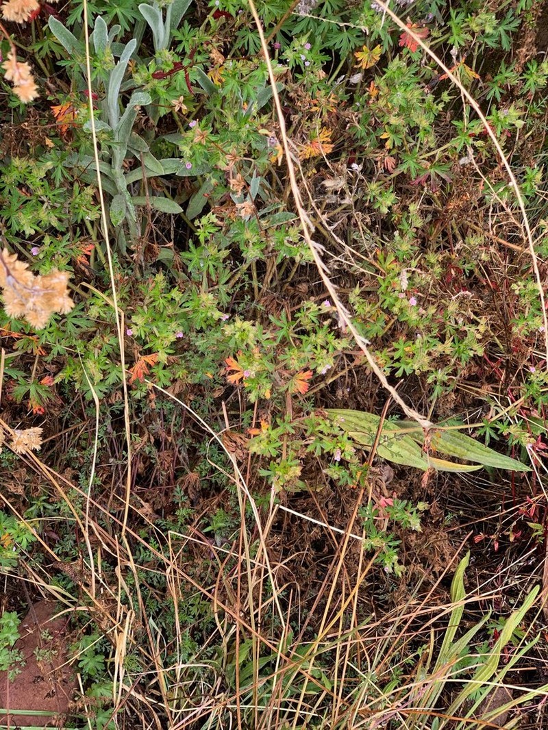 Geranium fallax