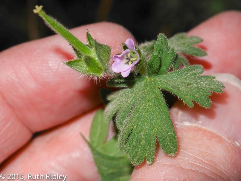 Geranium fallax photo 2