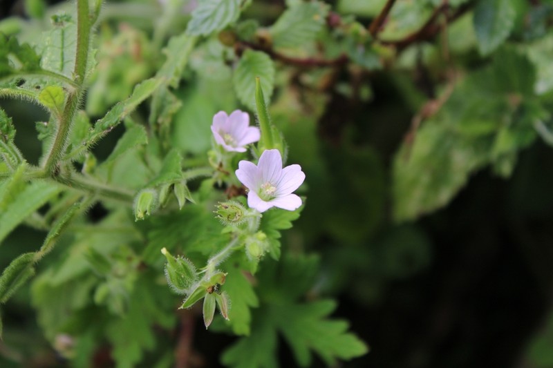 Geranium fallax photo 3