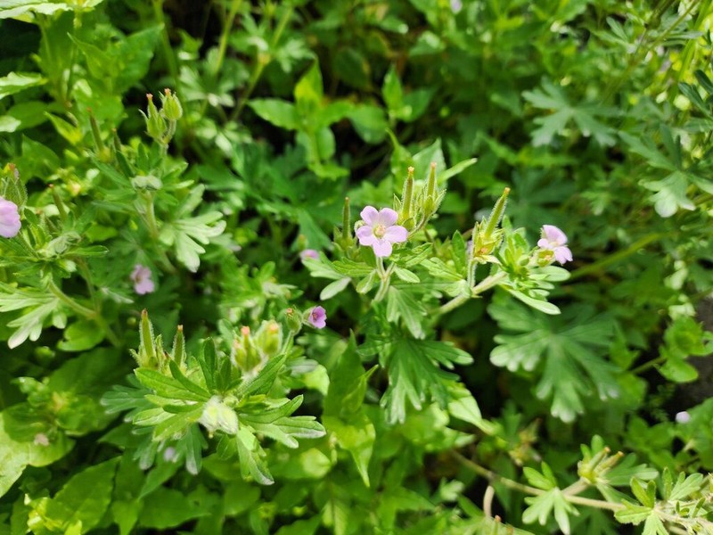 Geranium fallax photo 4