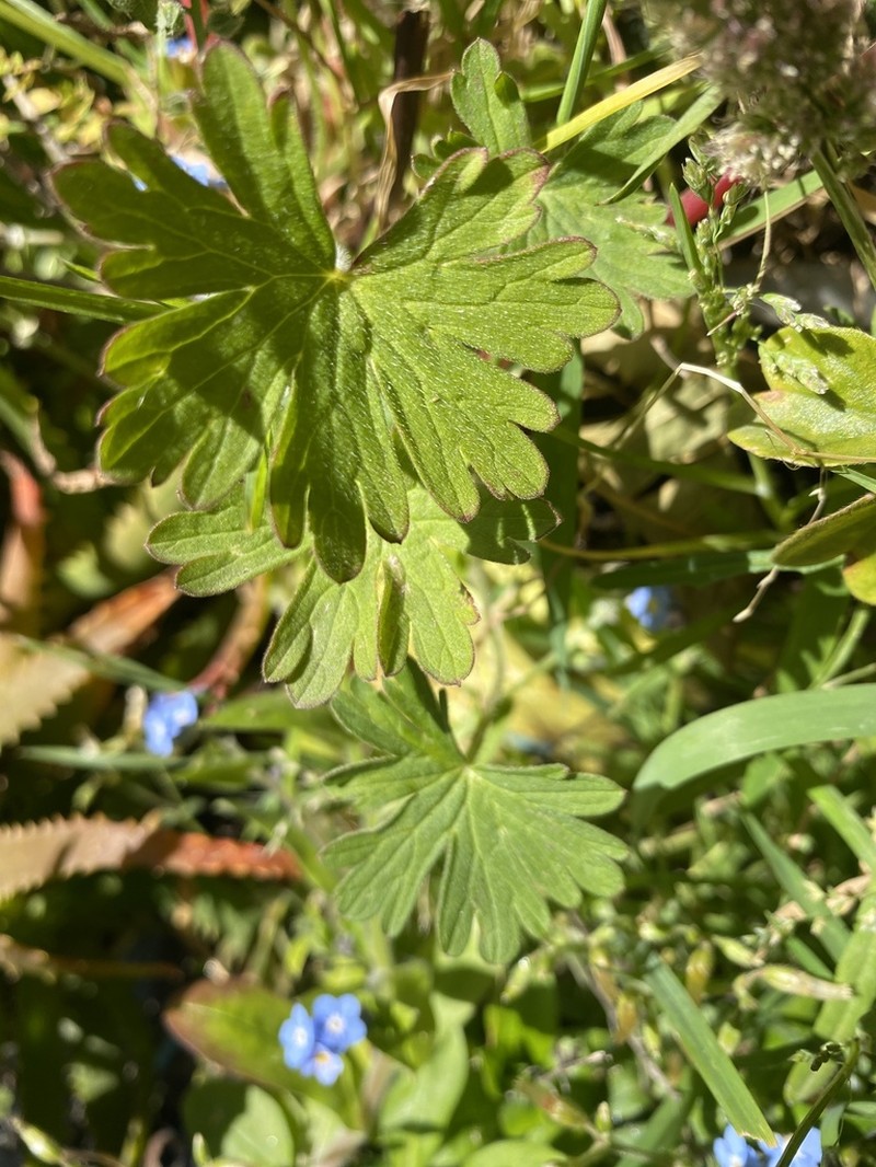 Geranium fallax photo 5