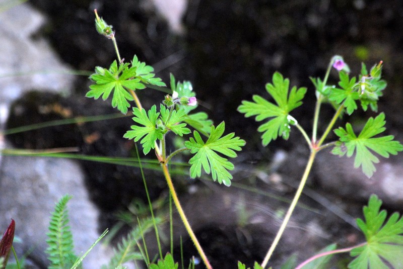 Geranium fallax photo 6