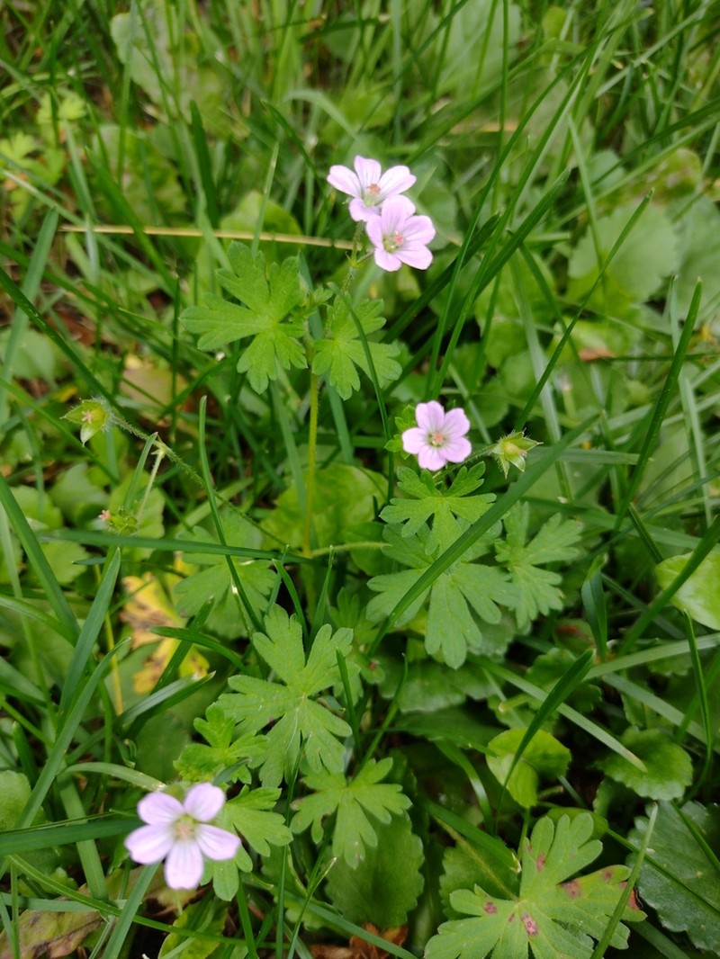 Geranium fallax photo 7