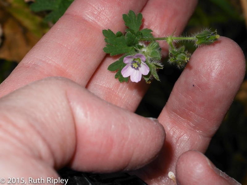 Geranium fallax photo 8