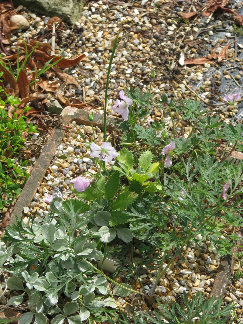 Geranium farreri