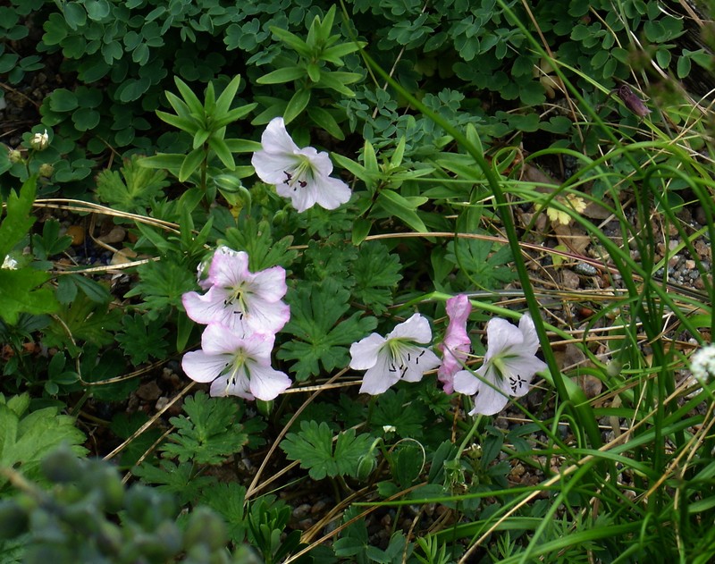 Geranium farreri photo 2