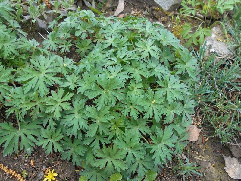 Geranium farreri photo 3