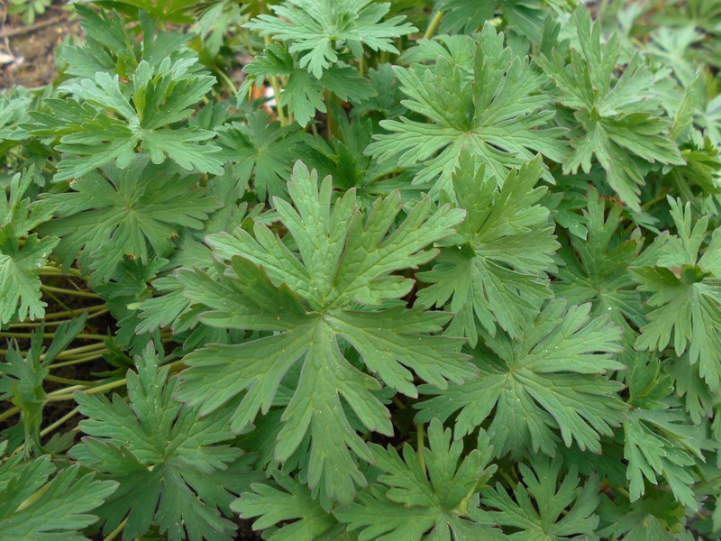 Geranium farreri photo 4