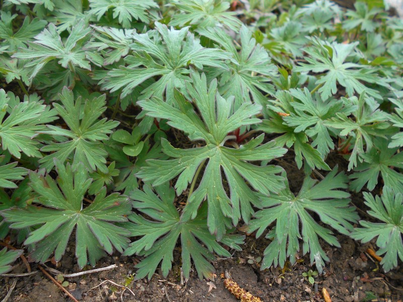 Geranium farreri photo 5