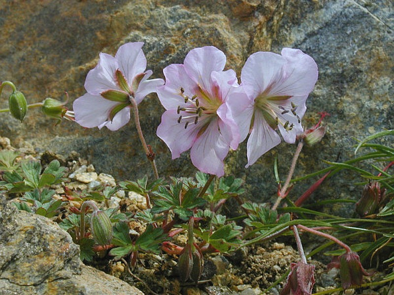 Geranium farreri photo 6