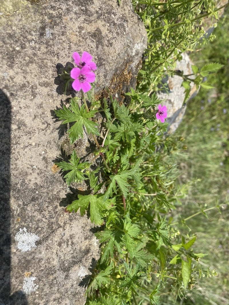 Geranium favosum