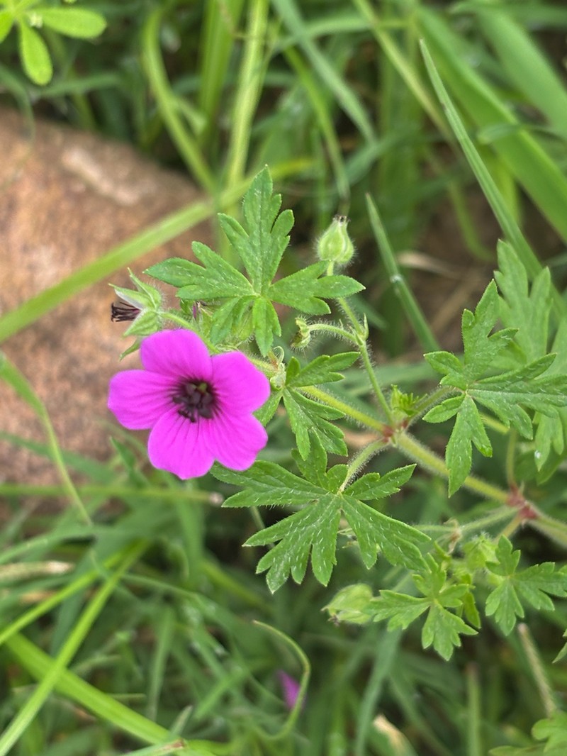 Geranium favosum photo 2
