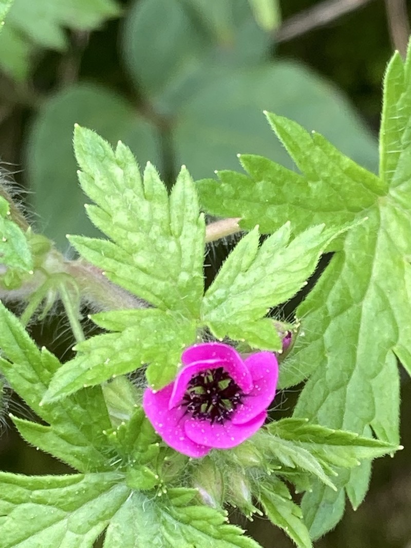 Geranium favosum photo 3