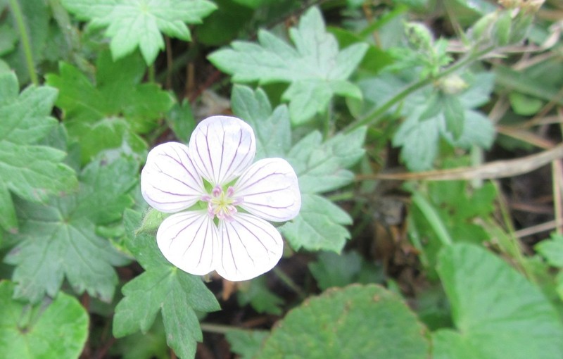 Geranium flanaganii photo 2