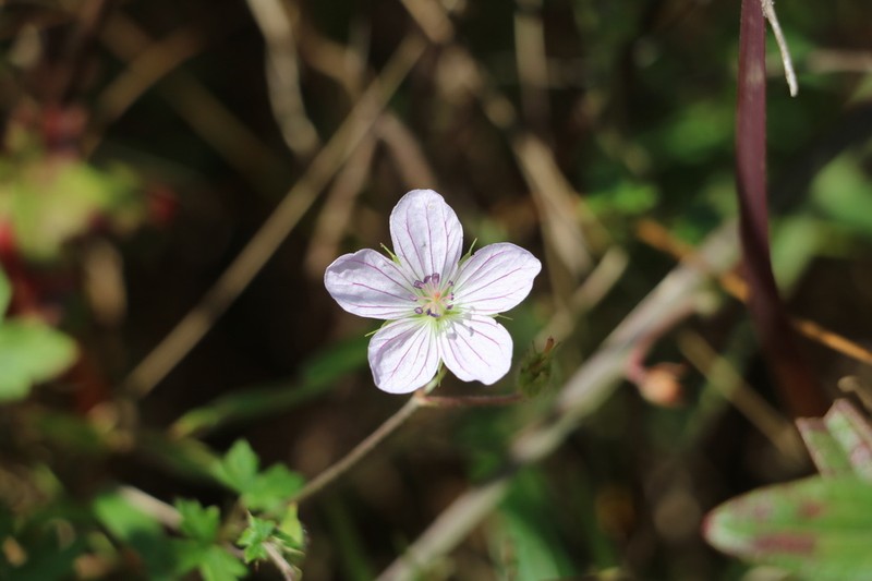 Geranium flanaganii photo 3