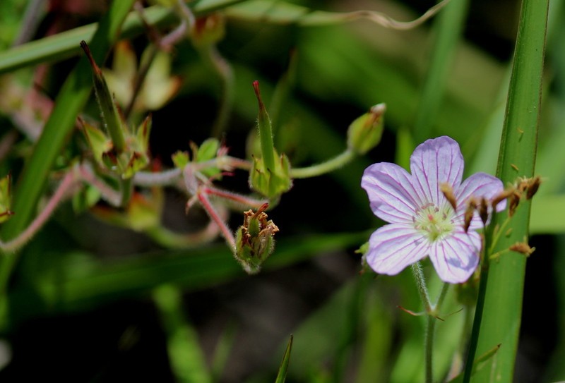 Geranium flanaganii photo 4
