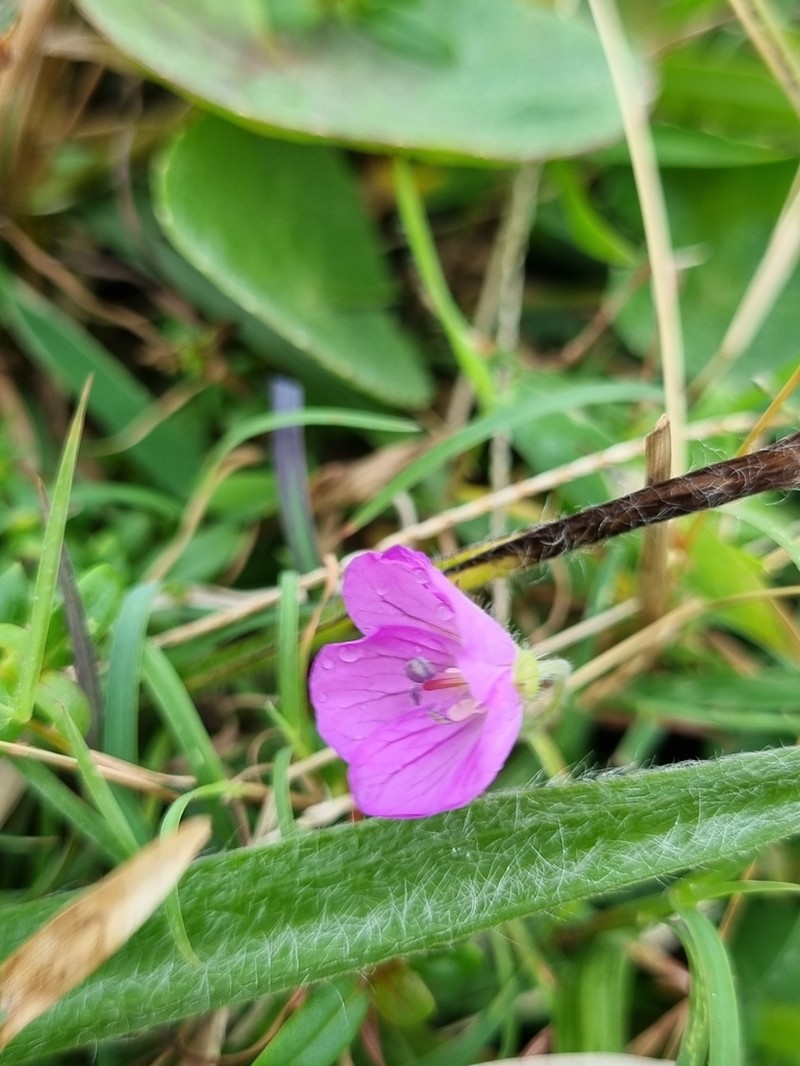 Geranium flanaganii photo 5